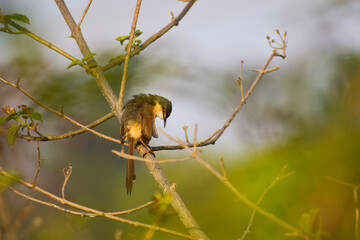 beautiful little bird on the branch , closeup of ashy prinia , The ashy prinia or ashy wren-warbler is a small warbler in the family Cisticolidae