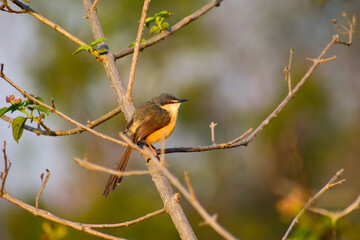 beautiful little bird on the branch , closeup of ashy prinia , The ashy prinia or ashy wren-warbler is a small warbler in the family Cisticolidae