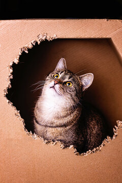 kotek kitty cat bura kicia w misce