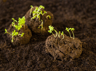 seed balls . Seed bombing. earth balls. nendo dango.