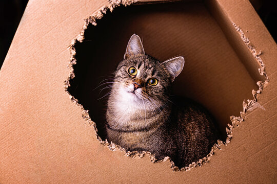 kotek kitty cat bura kicia w misce