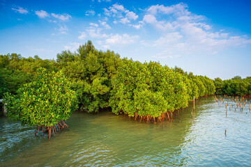 Mangrove forest and the sky,Big river with mangrove forest and bright sky.