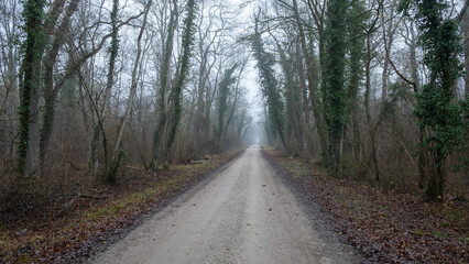 Fototapeta na wymiar Road among the forest in the Winter with a fog