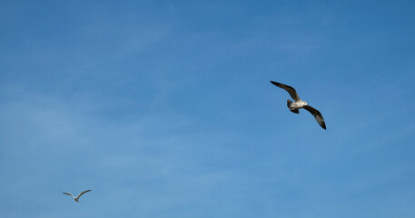 Fototapeta na wymiar bird in the blue sky with no clouds