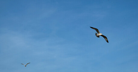 bird in the blue sky with no clouds