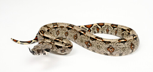 Fototapeta premium Red-tailed boa // Abgottschlange (Boa constrictor imperator) - Honduras