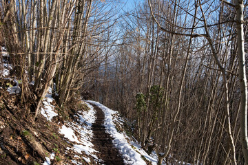 path into the forest during winter, under the snwo
