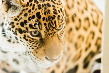 Leopard pantera padus kotiya in the rock © Ivan Zelenin