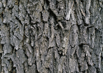 dry tree bark texture and background in the forest, nature concept - obrazy, fototapety, plakaty