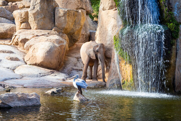 Elefante y pelícano junto a una cascada