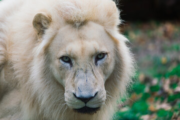 Closeup beautiful portrait of an African Lion.