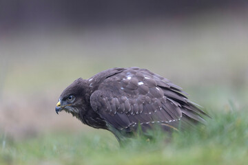 Common Buzzard Buteo buteo in close view