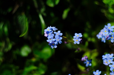 Spring flowers. Forget-me-not flowers in a garden, top view