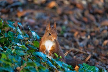 Squirrel nature outdoor wildlife animal