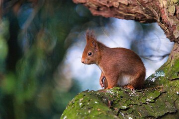 Squirrel nature outdoor wildlife animal