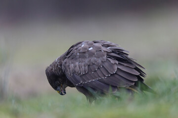 Common Buzzard Buteo buteo in close view
