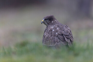Obraz premium Common Buzzard Buteo buteo in close view