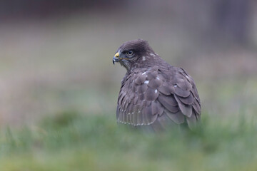 Common Buzzard Buteo buteo in close view