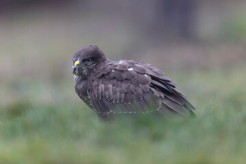 Common Buzzard Buteo buteo in close view