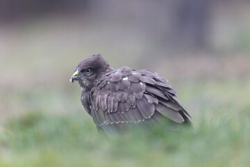 Common Buzzard Buteo buteo in close view