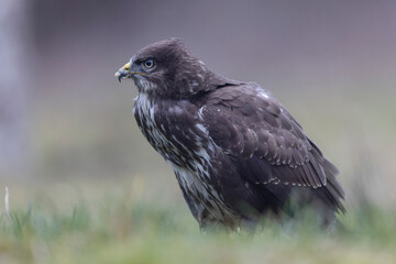 Common Buzzard Buteo buteo in close view