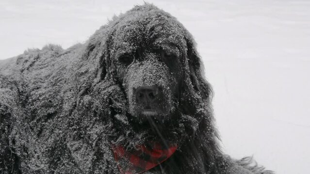 Bear, a purebred Newfoundland dog lays in the snow during the middle of a New England Nor' easter blizzard