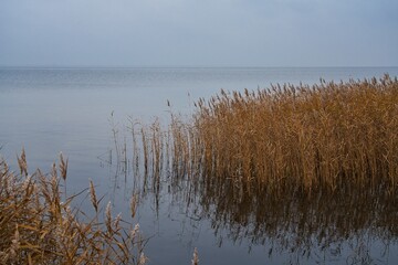 Baltic Sea nature outdoor