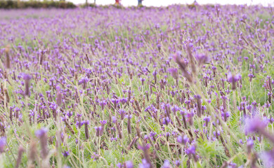Selective focus. Purple lavender flower field background.