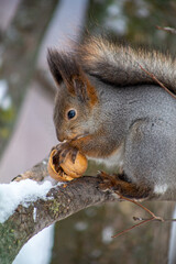 squirrel in the park