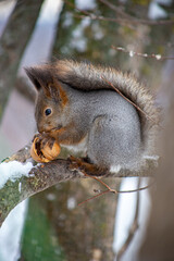 squirrel on a tree