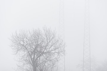 Tree om front of power lines in mist