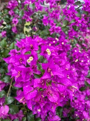 Fototapeta na wymiar Blooming pink purple flowers