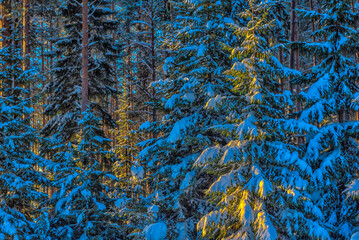 winter, pine trees, sun and snow