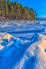 winter, pine trees, sun and snow