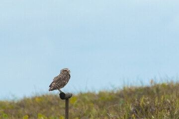 owl preying on at restinga blue skies