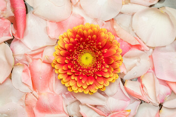 Gerbera on the petals of a pink rose. The concept of International Women's Day.