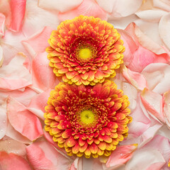 Gerbera in the form of the number 8 on the petals of a rose. The concept of International Women's...