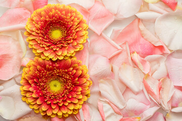 Gerbera in the form of the number 8 on the petals of a rose. The concept of International Women's Day.