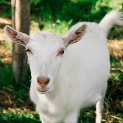 Obraz premium Young white goatling grazing on a green meadow on a sunny spring day