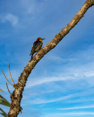 A woodpecker perched on a tree trunk enjoying the morning sun