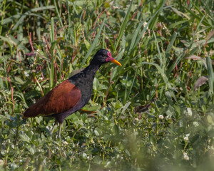 A waterfowl warming under the sun on a meadow