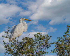 An egret perched on top of a tree enjoying the sunrise