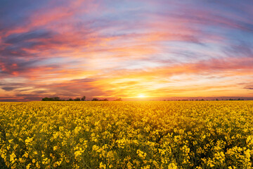 Obraz premium blooming yellow rape, oil canola or colza field at vibrant and colorful sunset