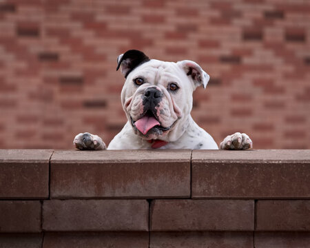 Portrait of a dog, English Bulldog