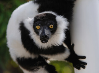 Lemur on side of pole closeup.