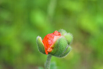 Close up for one poppy bud on the green natural background