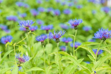 Cornflowers blooming in the summer garden