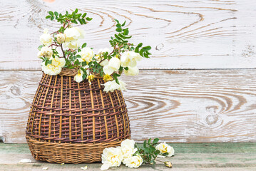 Summer holiday or celebration greeting card; Twig of white wild roses in vintage wicker basket on rustic wooden background; space for text