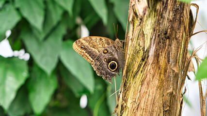 colorful butterfly on a leaf, flower. elegant and delicate. detailed pattern of wings.