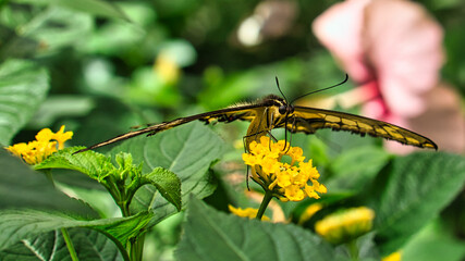 colorful butterfly on a leaf, flower. elegant and delicate. detailed pattern of wings.